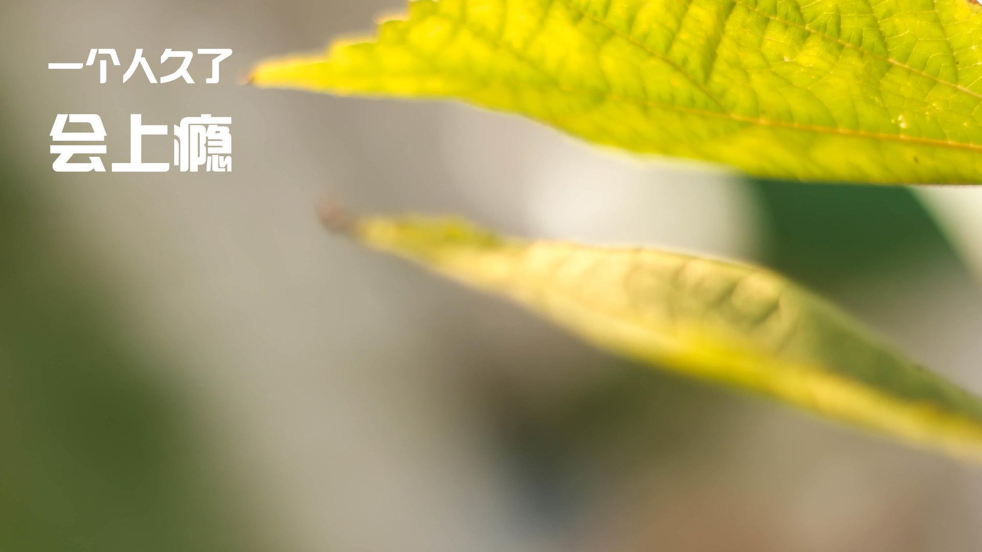 新秀崛起：WRC未来之星的成长轨迹，未来新秀的意思