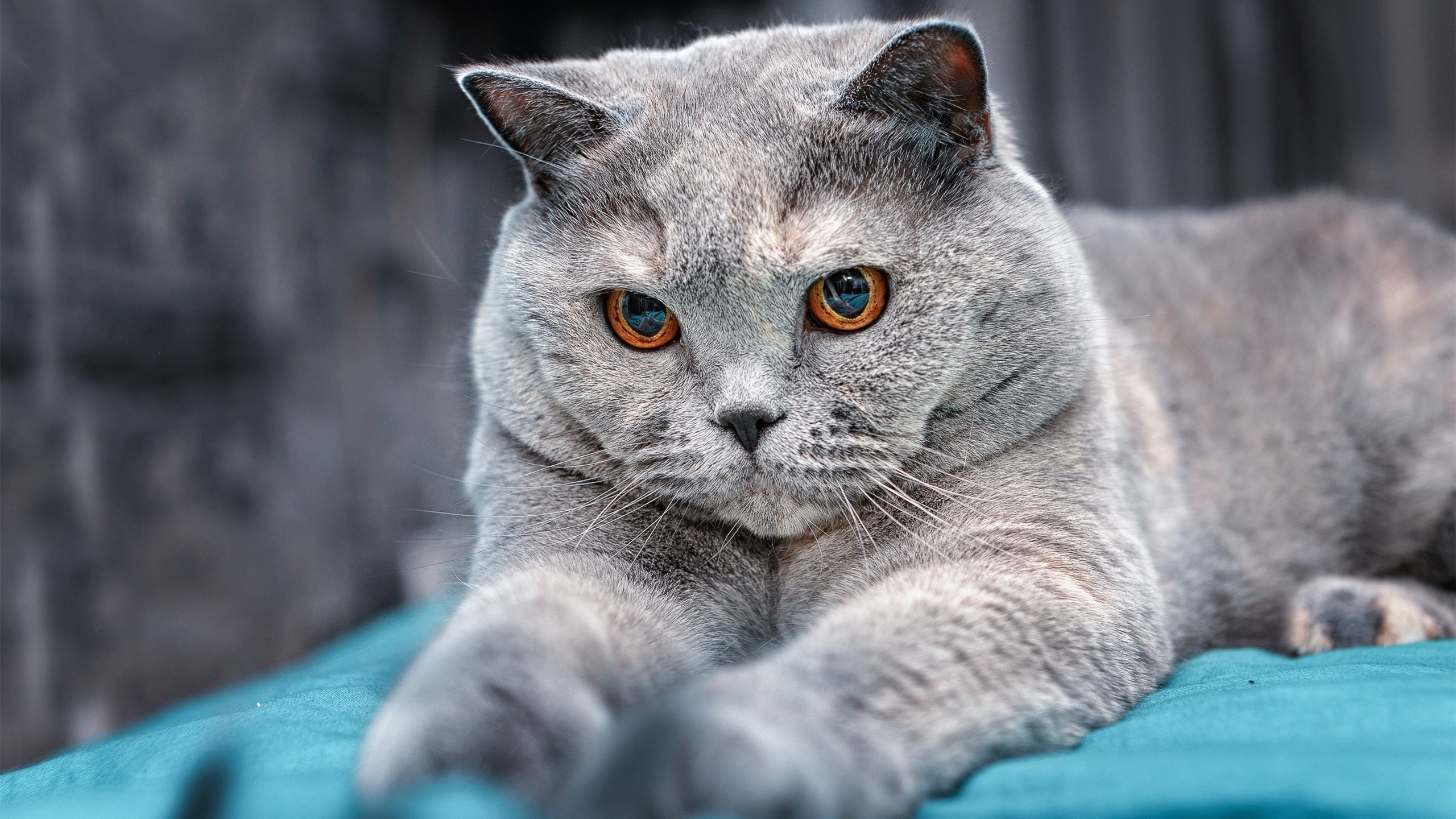 “英超末轮决战：排名变天夺冠格局重塑”，英超争冠2021