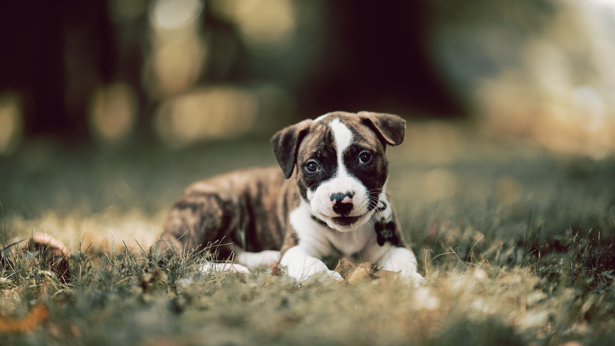 “青少年足球联赛全国总决赛火热进行”,青少年全国足球比赛