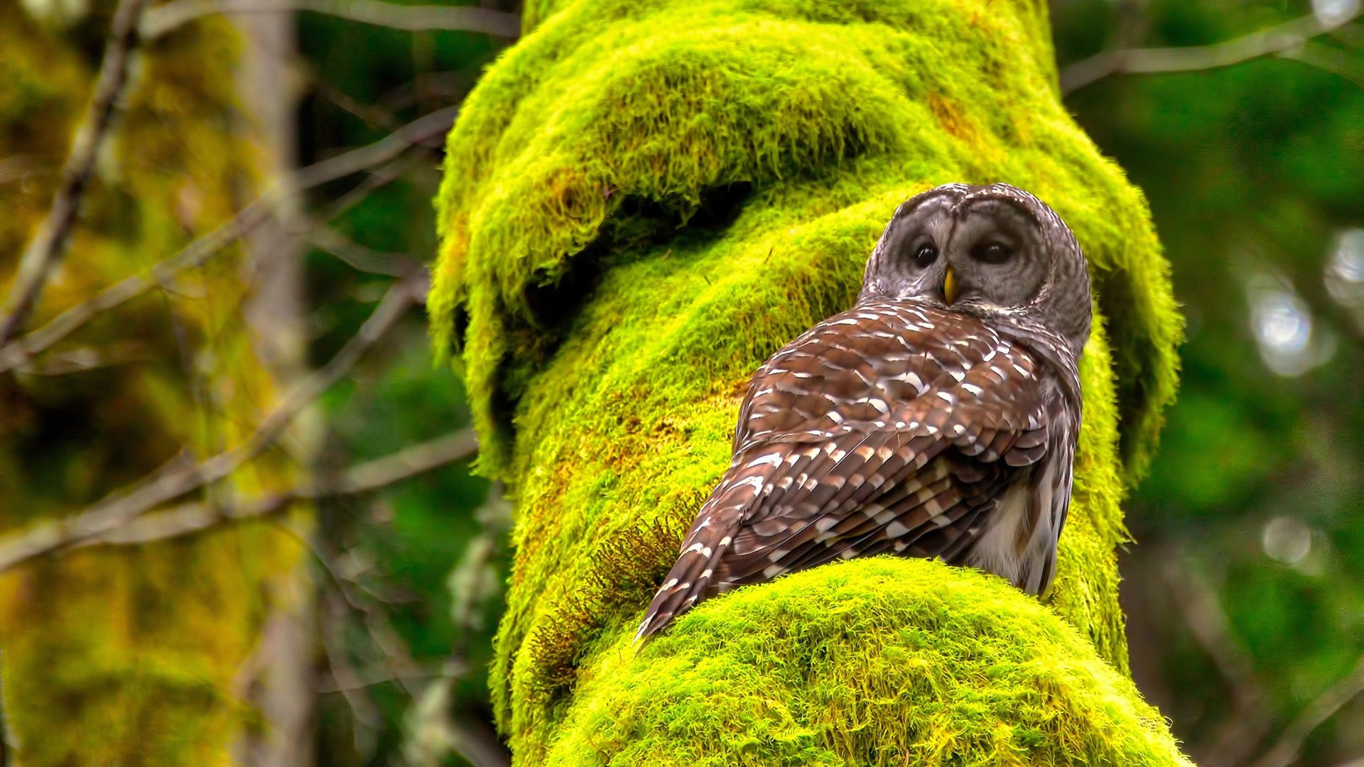 传奇后辈：新生代球员挑战历史纪录引发热议，传奇后场球员