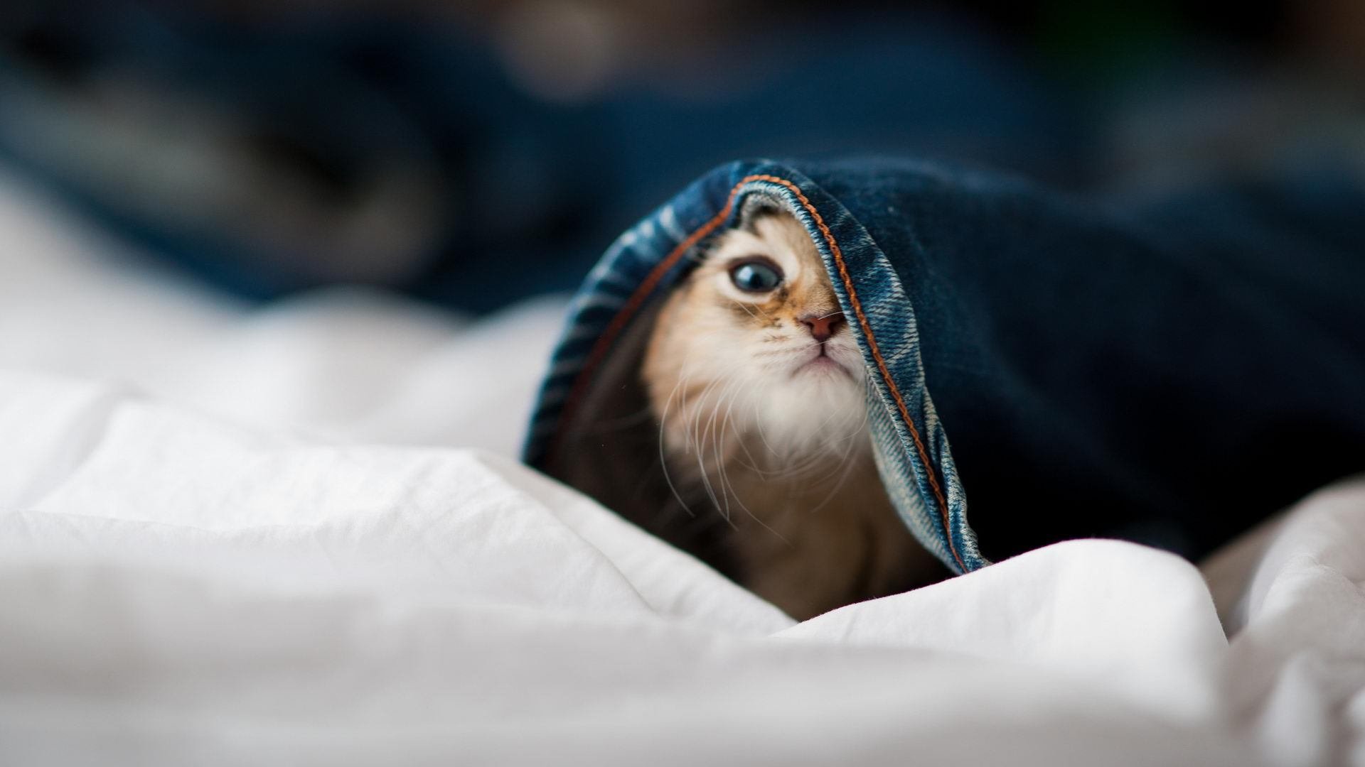 健康足球理念深入人心，校园体育生活面貌持续改善，校园足球的理念